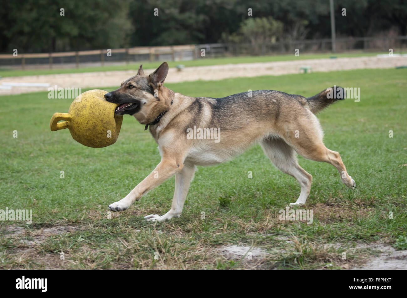 Giocoso pastore tedesco cane femmina Foto Stock