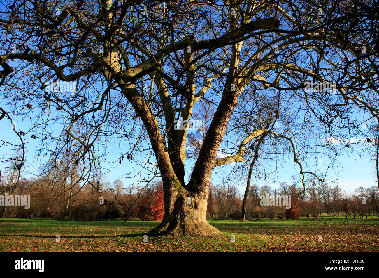 Un grande albero nei giardini del Petit Trianon, Maria Antonietta's residence nel parco della Reggia di Versailles Foto Stock