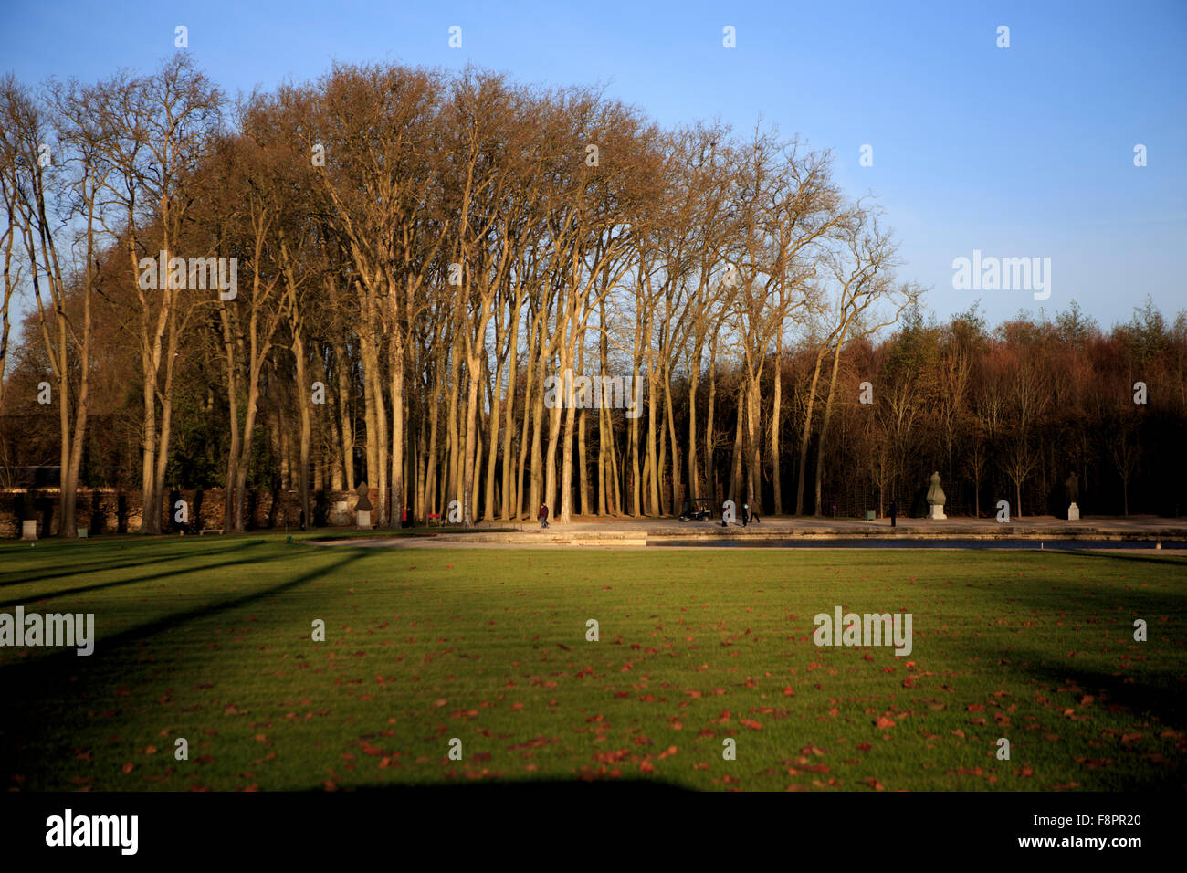 Nel tardo pomeriggio sole colpisce un boschetto di alberi accanto alla Fontana di Apollo nei giardini del Palazzo di Versailles, sul outski Foto Stock