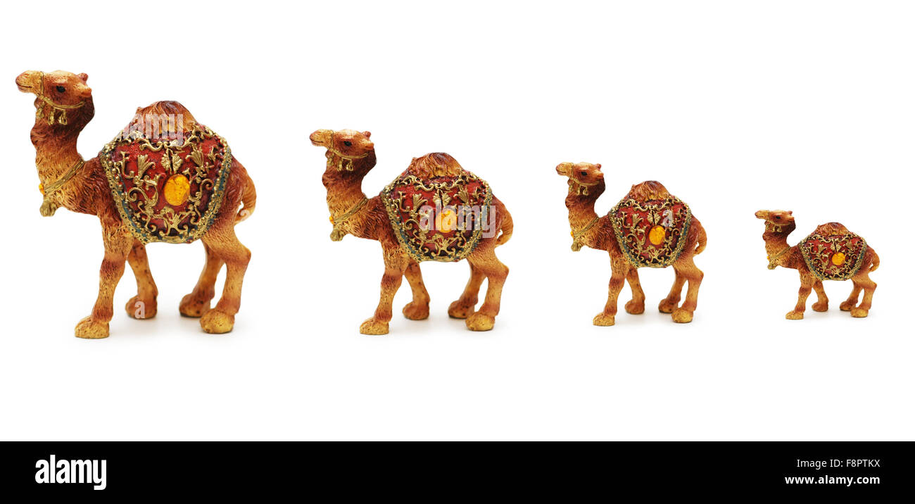 Caravan di cammelli isolati su sfondo bianco Foto Stock