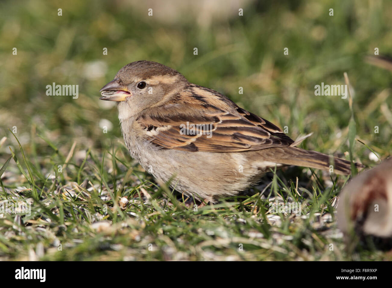 Femmina di casa passero (Passer domesticus) seduto sul prato in giardino e mangiare. Foto Stock