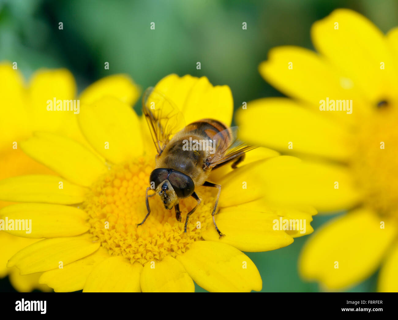 Drone-fly - Eristalis tenax sul mais Calendula - Chrysanthemum segetum Foto Stock
