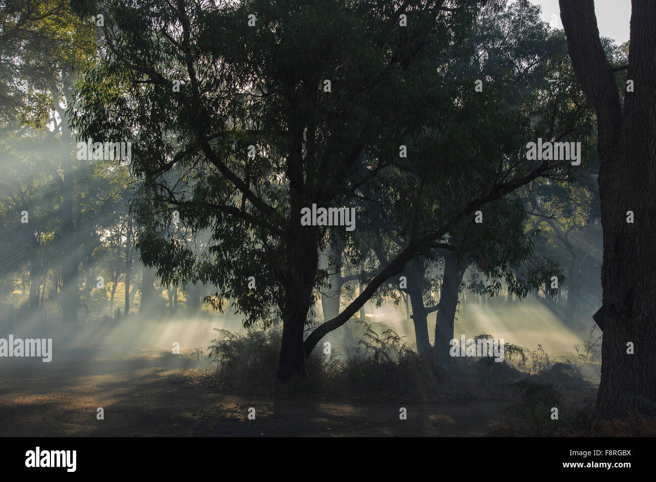 Flussi di luce solare attraverso una foresta di Margaret River, Australia occidentale Foto Stock