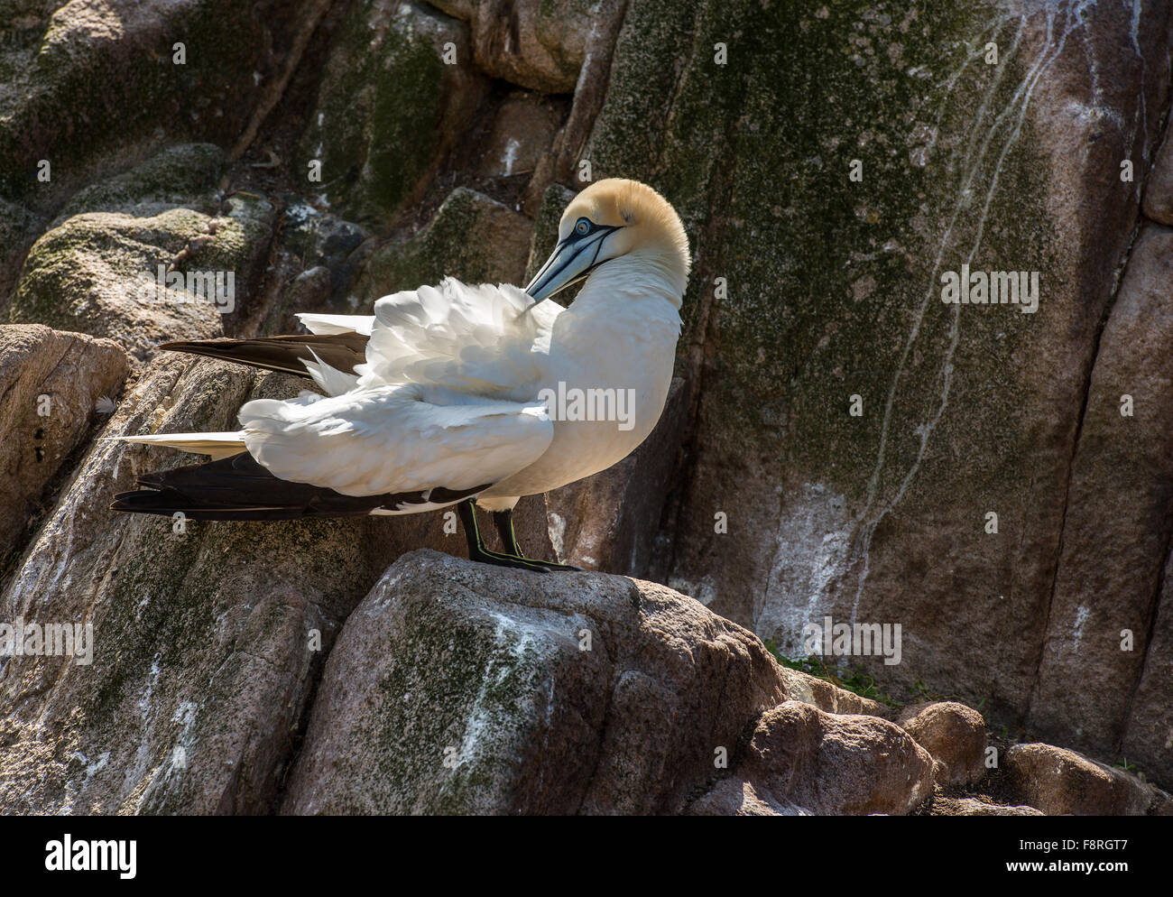 Northern gannet in piedi sulle rocce, Irlanda Foto Stock