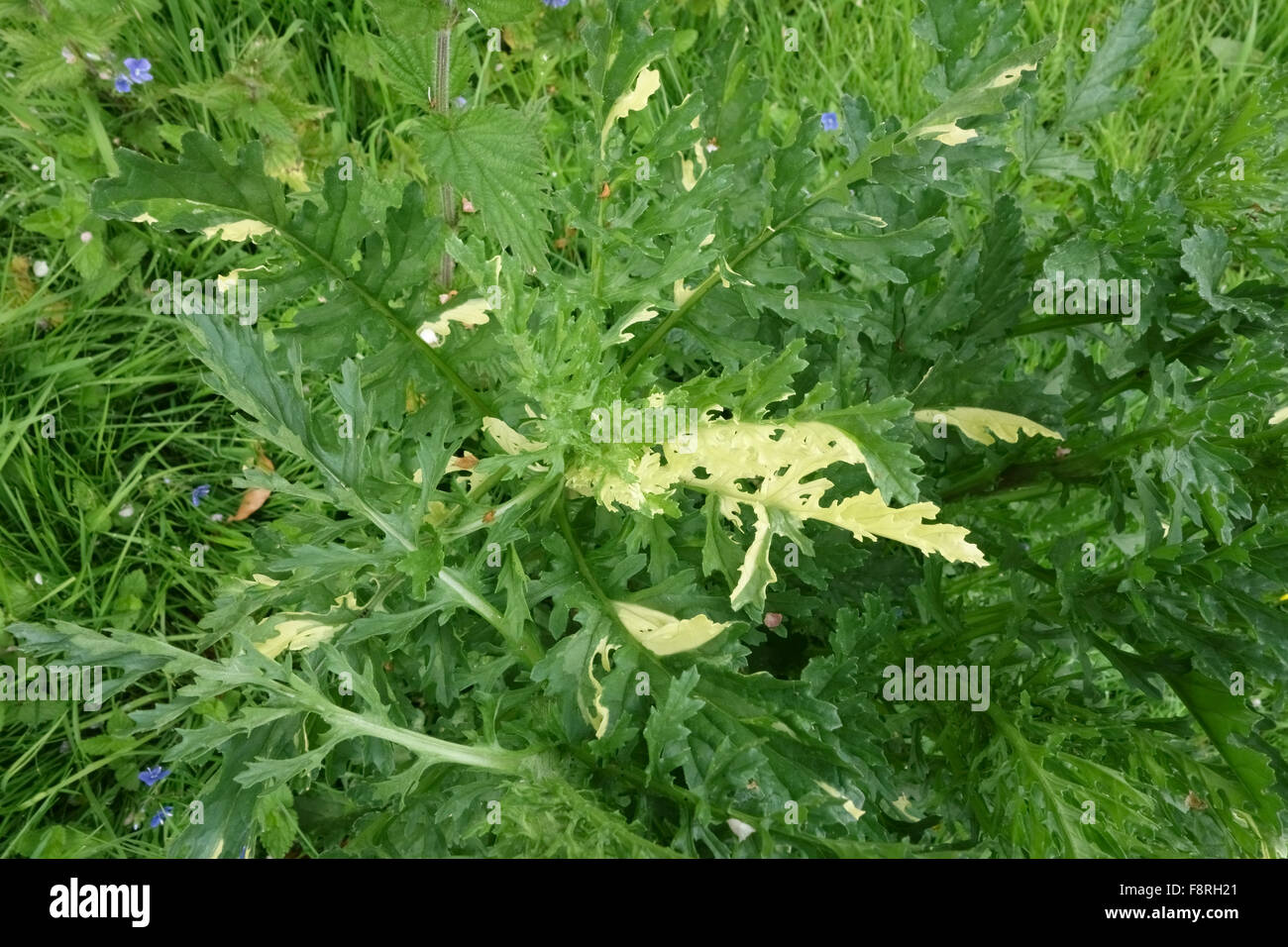 Imbianchiti clorotiche sulle foglie di una pianta di erba tossica in un pascolo aperto, la causa non è conosciuta, Berkshire, Giugno Foto Stock