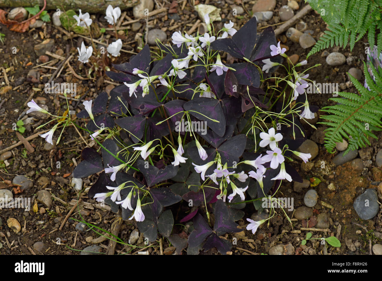 Una foglia di viola oxalis, Oxalis triangularis, fioritura, Berkshire, Agosto Foto Stock