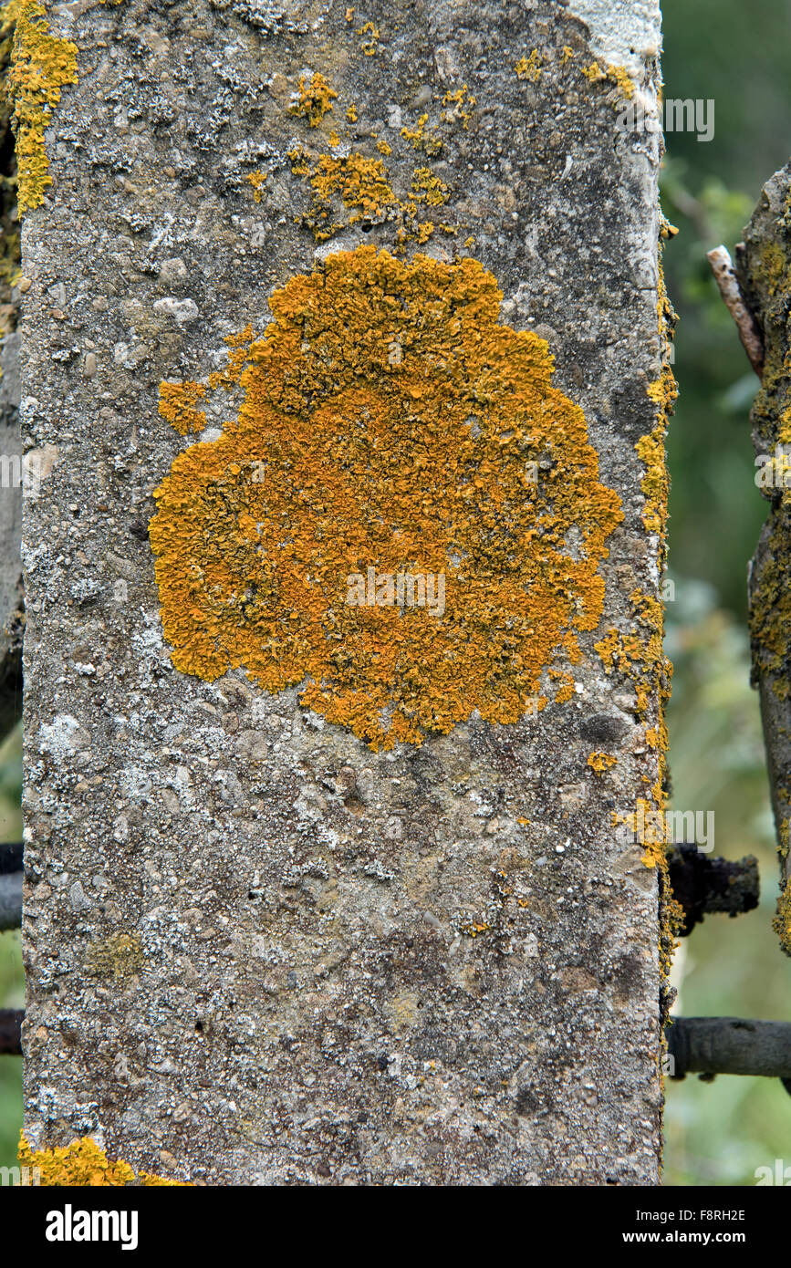 Comune lichene arancione, Xanthoria parietina, su un calcestruzzo fencepost con altri licheni, Berkshire, Settembre Foto Stock