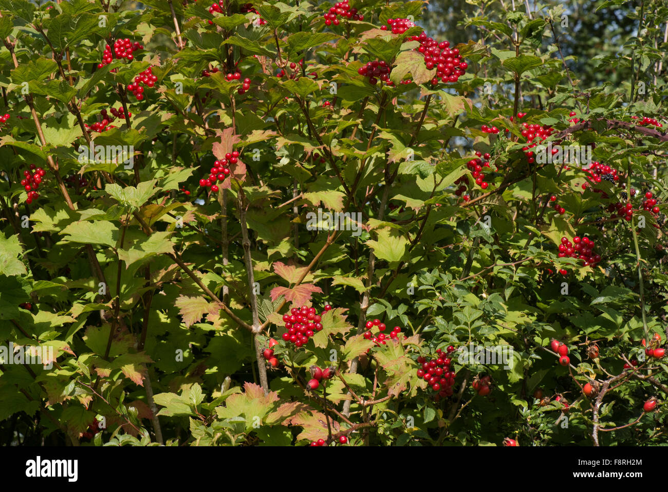 Mature di bacche rosse su un viburno rose tree, Viburnum opulus, in una siepe a inizio autunno, Berkshire, Settembre Foto Stock