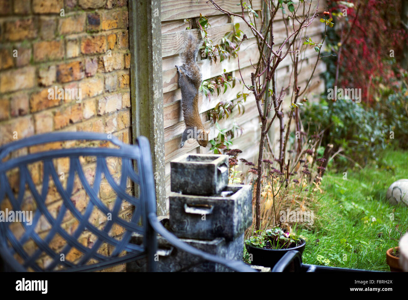 Grande scoiattolo grigio pelliccia rosso giardino sul retro Foto Stock