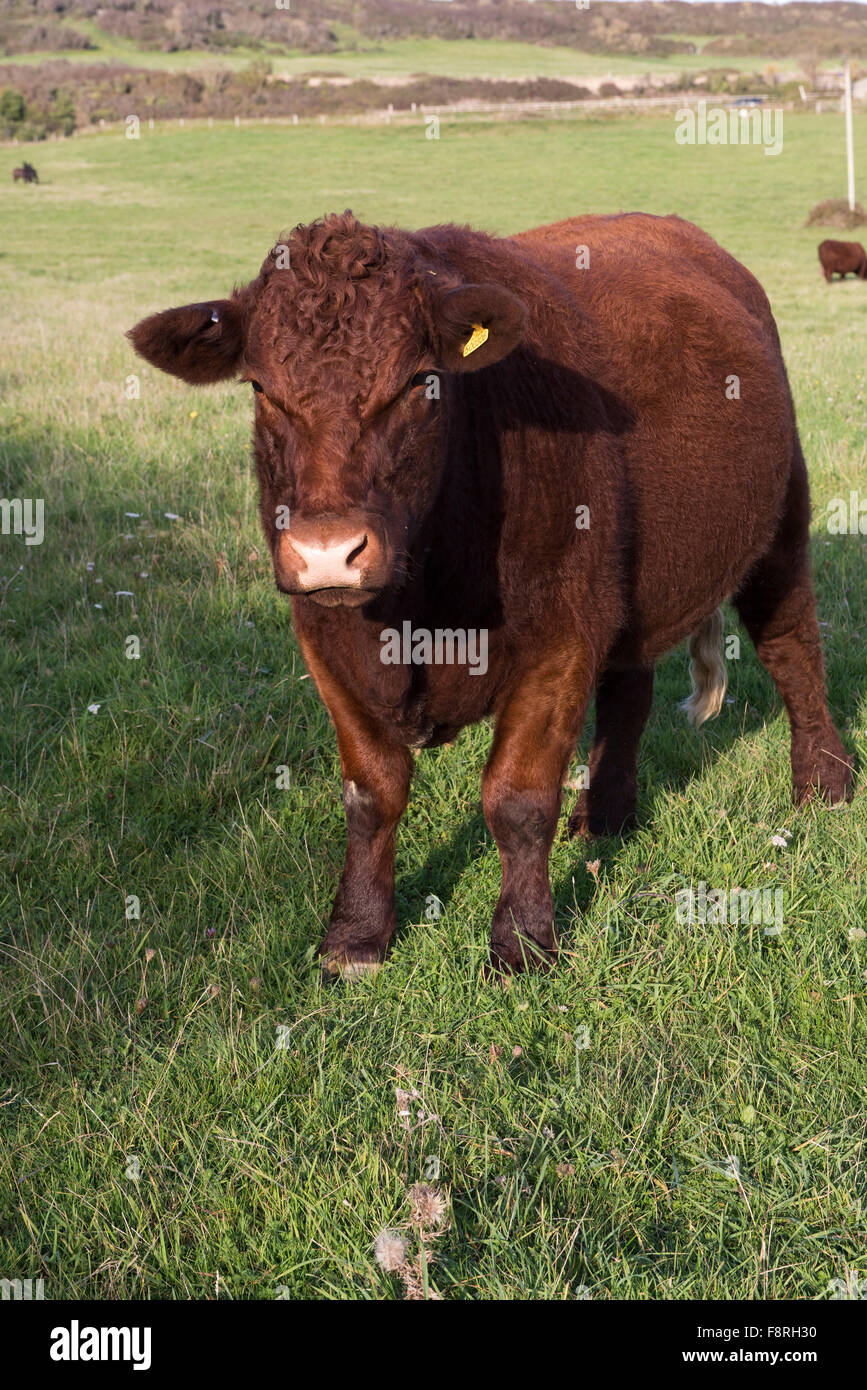Un curioso rosso rubino Devon sterzare su erba a West Bexington, Dorset, Ottobre Foto Stock