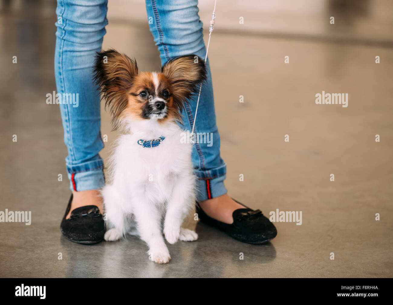 Il papillon cane chiamato anche la Continental Toy Spaniel è una razza di cane del épagneul tipo. Butterfly-come le orecchie Foto Stock