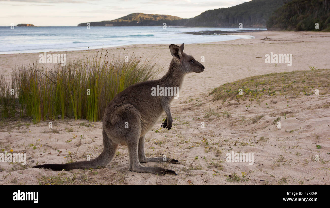 Kangaroo sulla spiaggia di ciottoli, Nuovo Galles del Sud, Australia Foto Stock