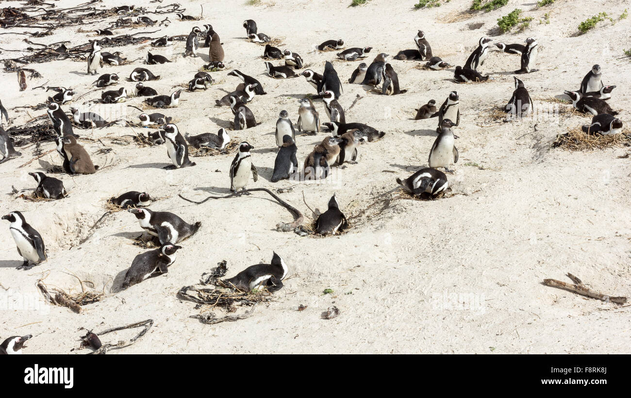 Colonia di Pinguini, Western Cape, Sud Africa Foto Stock