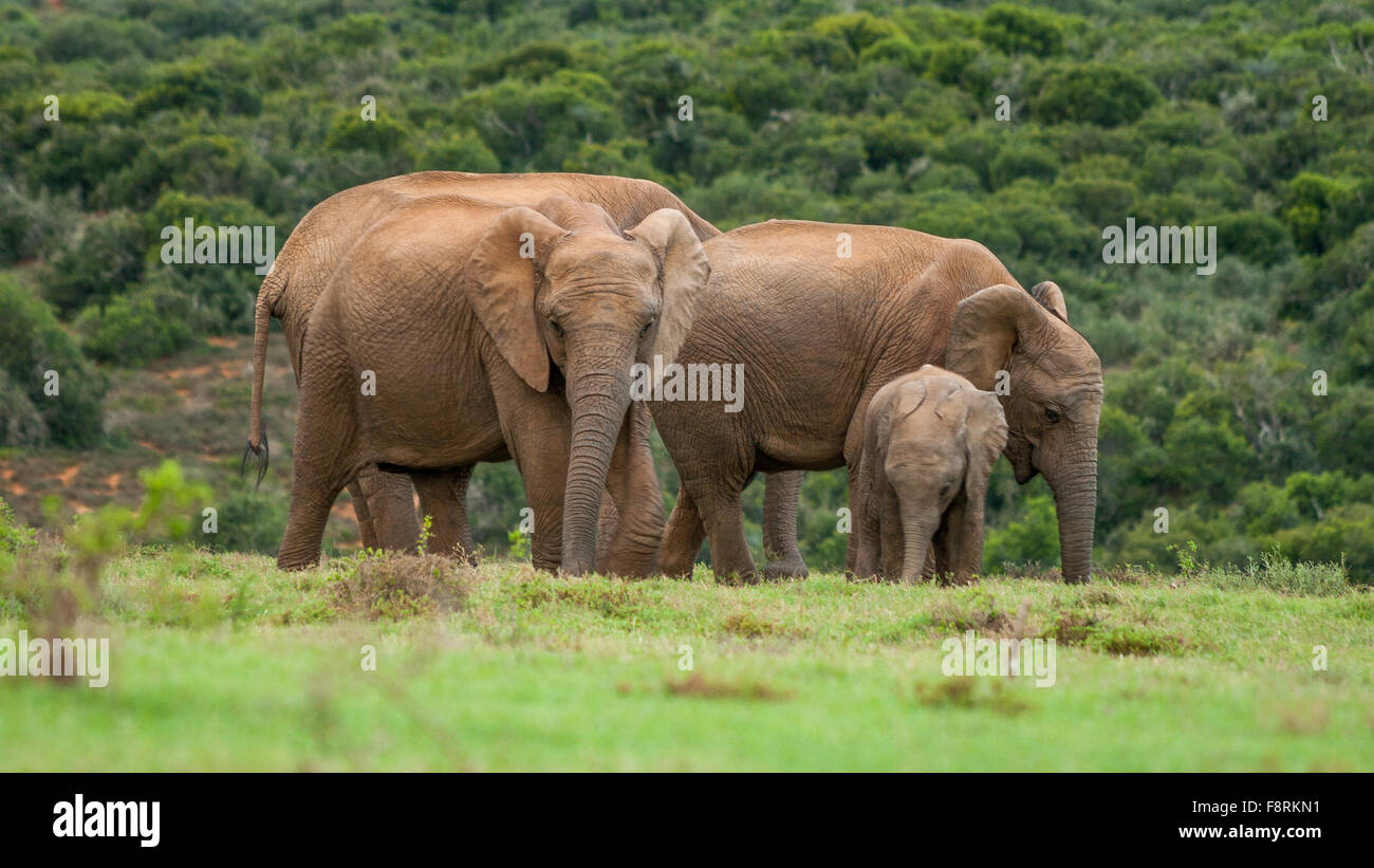 Famiglia di elefante, Aberdeen pianura, Capo orientale, Sud Africa Foto Stock