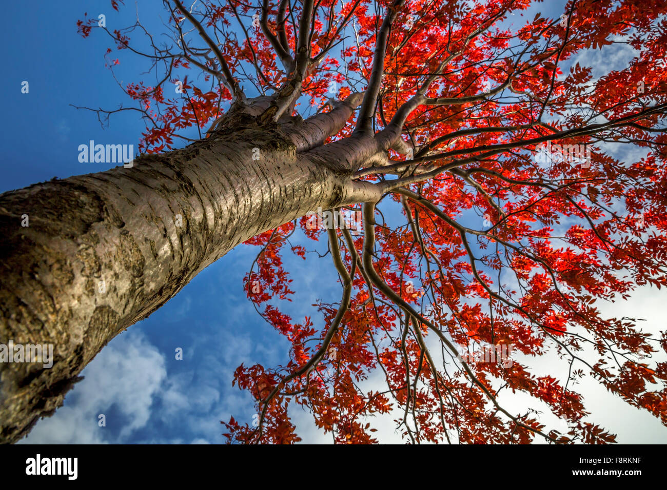 Basso angolo di visualizzazione albero in autunno, Hokkaido, Giappone Foto Stock