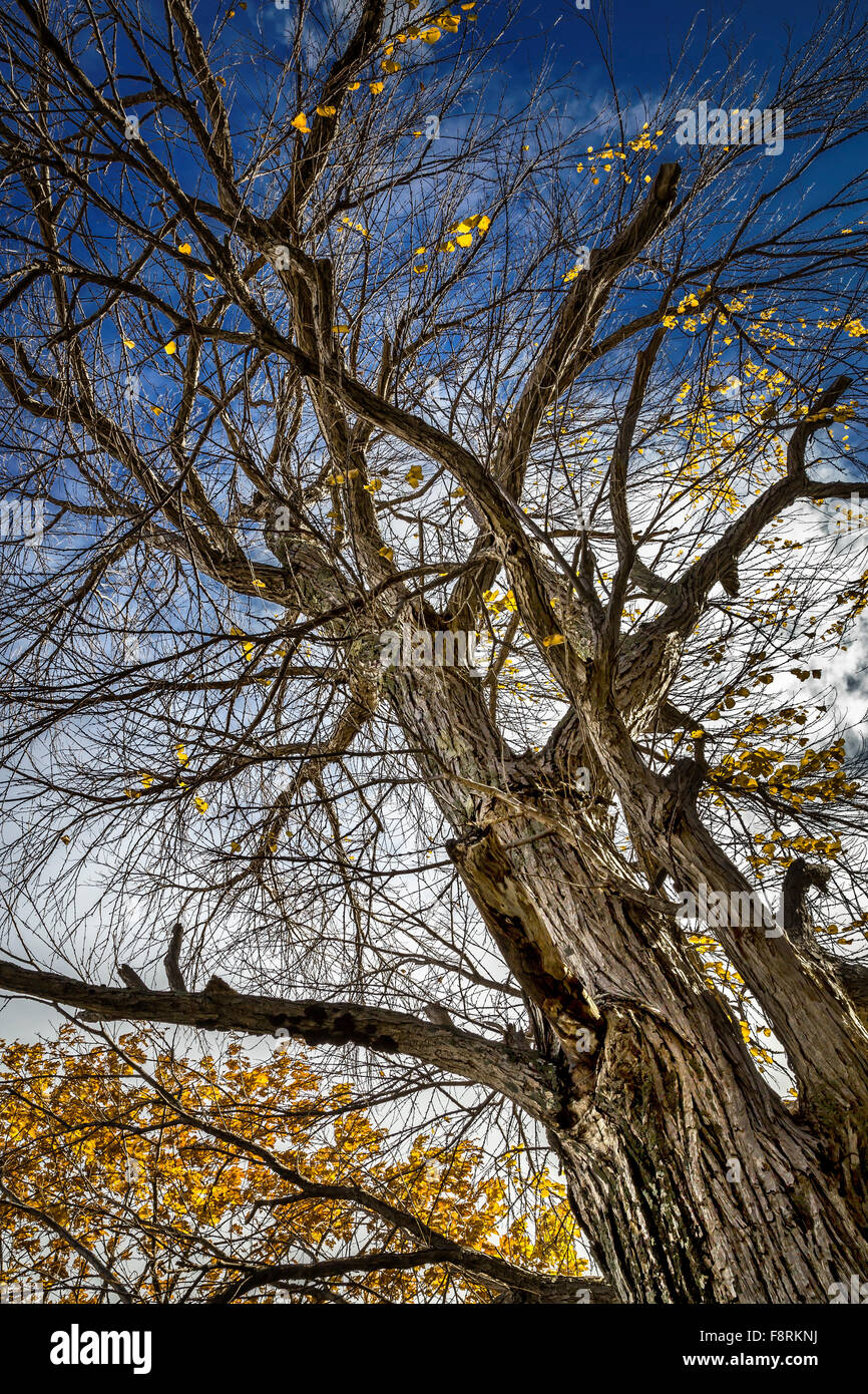 Basso angolo di visualizzazione albero in autunno, Hokkaido, Giappone Foto Stock