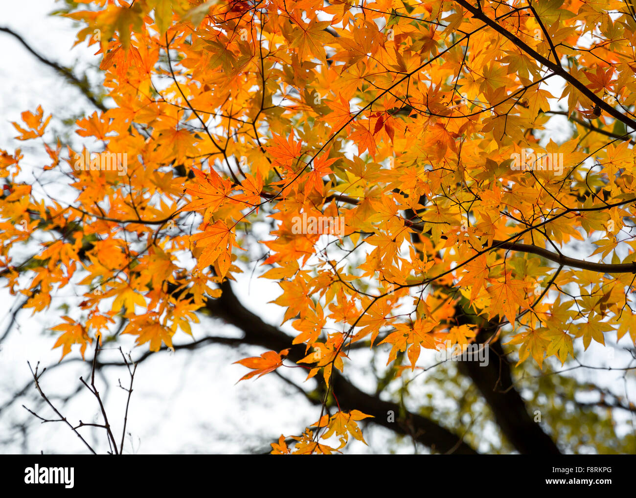Foglie di autunno, Hokkaido, Giappone Foto Stock