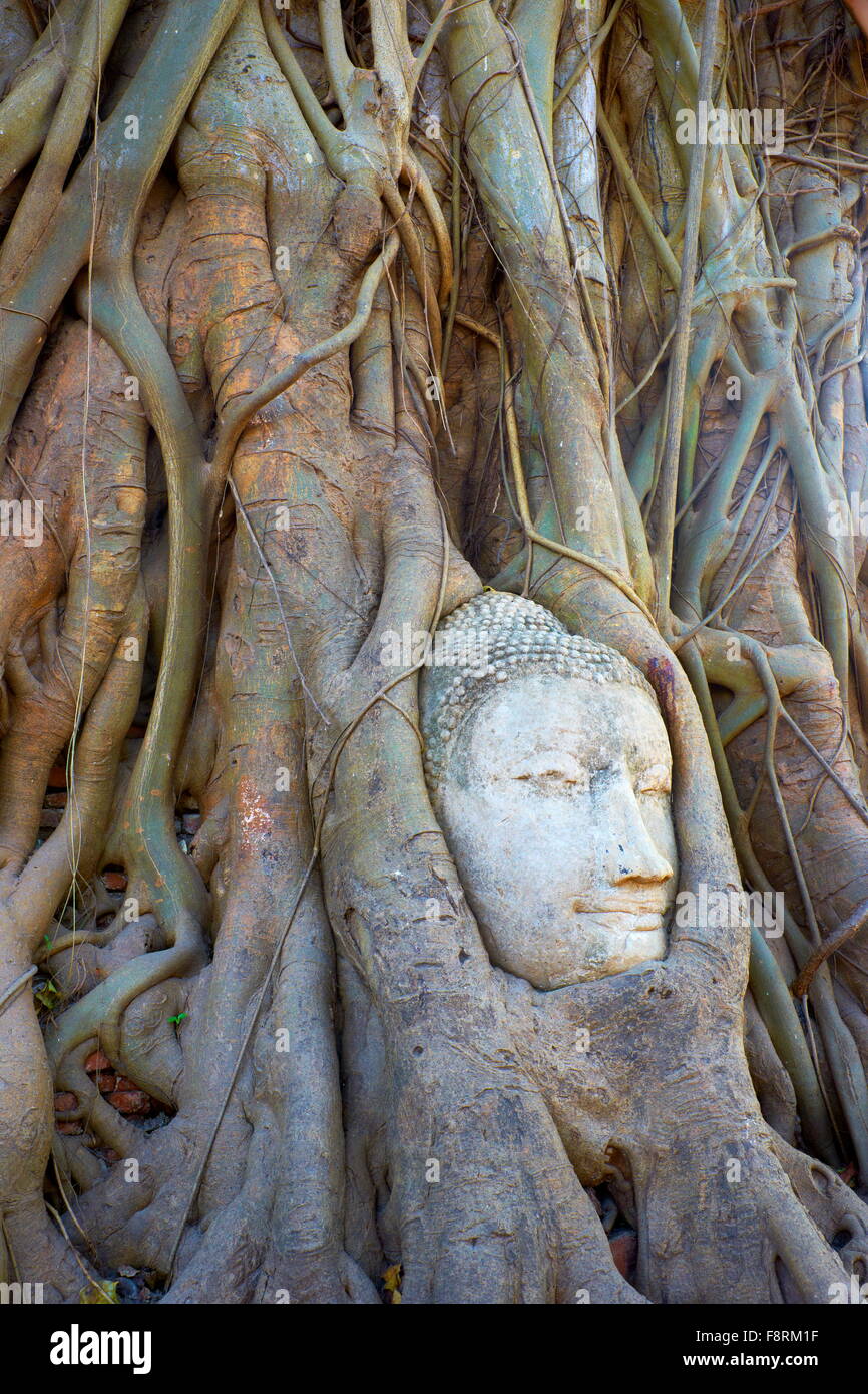 Thailandia - Ayutthaya, Wat Mahathat tempio, una testa di Buddha ricoperta da radici di albero Foto Stock