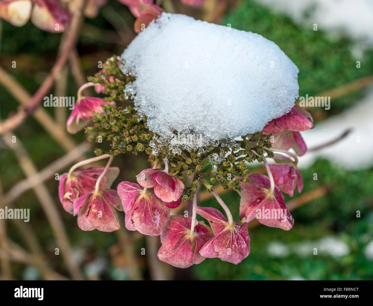 Sfumata con coperta di neve Hortensia nel giardino (Hydrangea macrophylla) Foto Stock