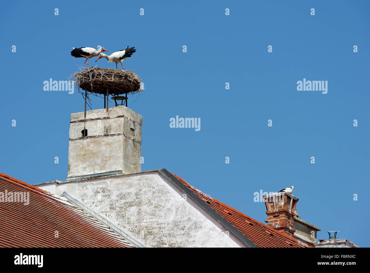 Cicogna in un camino, cicogna bianca (Ciconia ciconia), ruggine, lago di Neusiedl, Burgenland, Austria Foto Stock