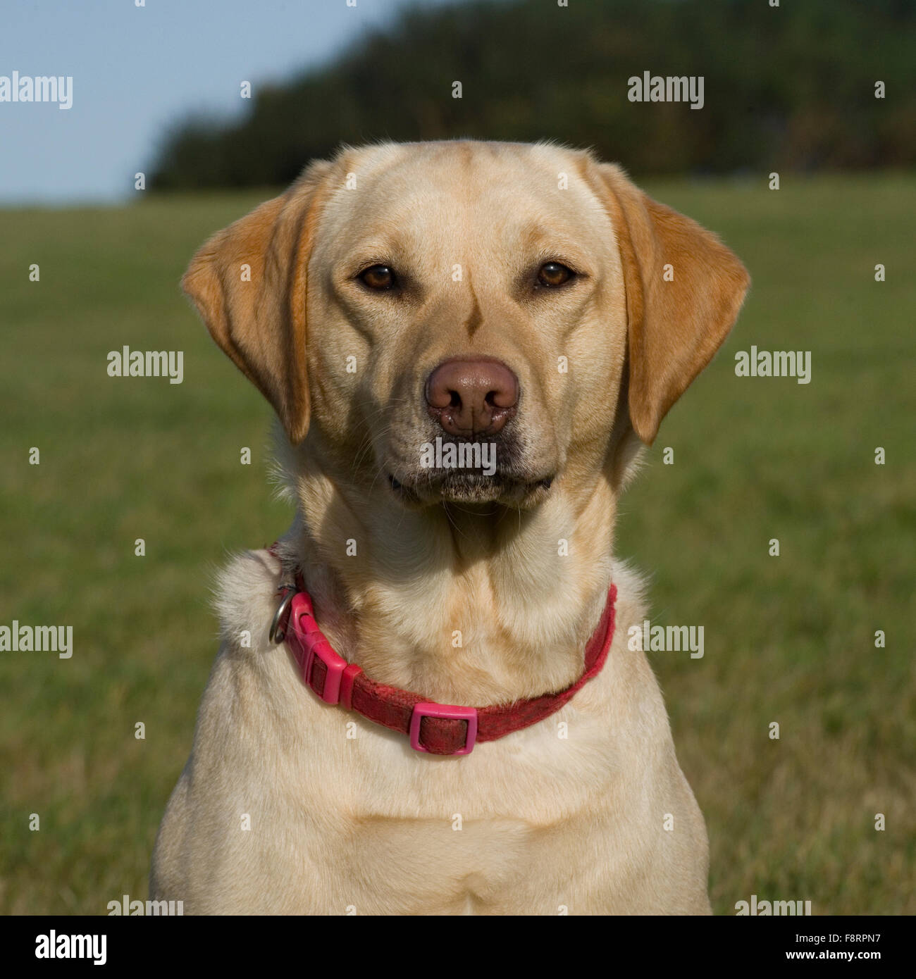 Il labrador retriever, giallo Foto Stock