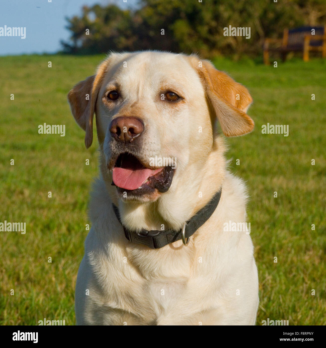 Il labrador retreiver, giallo Foto Stock