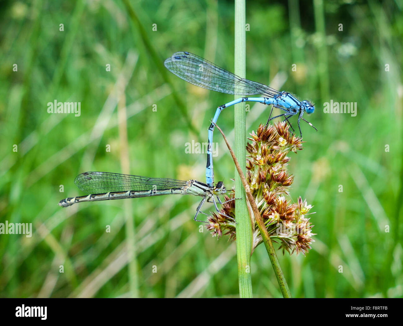 Due comuni damselflies blu (Enallagma cyathigerum) coniugata, England, Regno Unito Foto Stock