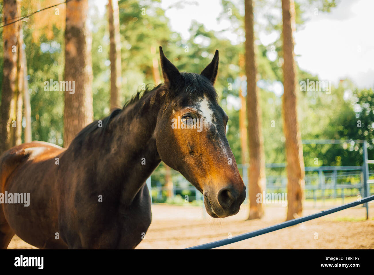 Close up ritratto di marrone a cavallo nel paddock di fattoria Foto Stock