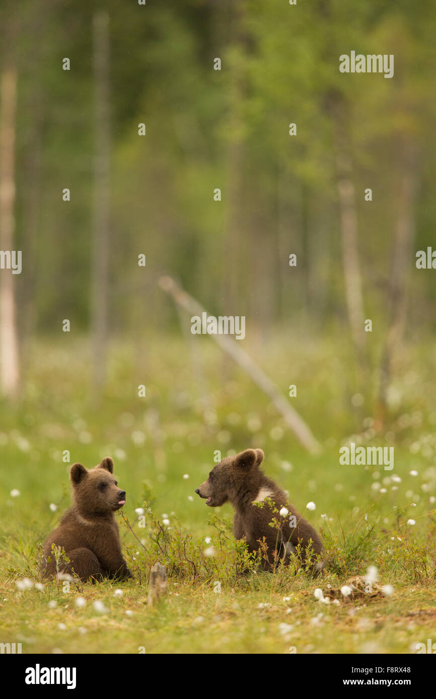 Unione l'orso bruno (Ursus arctos), cuccioli. Foto Stock