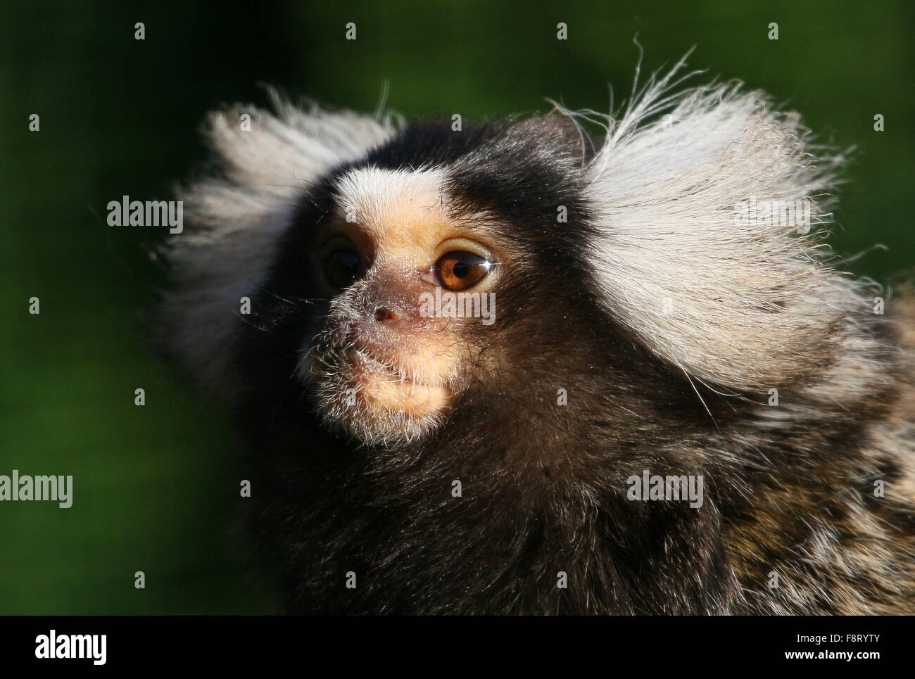 Comune Sudamericano (marmoset Callithrix jacchus), nativo della costa nord-orientale del Brasile. Foto Stock