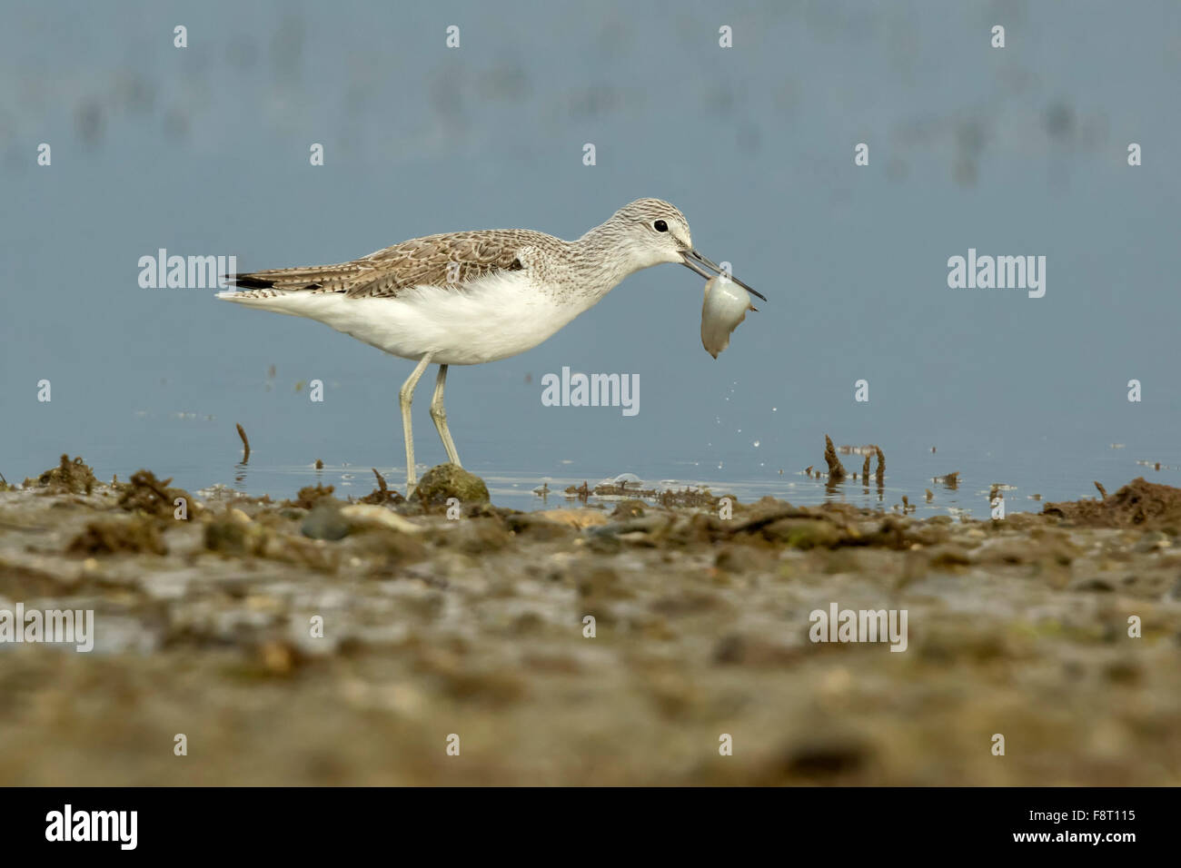 Un comune Greenshank (Tringa nebularia) aver catturato un pesce (un po' di sole) Foto Stock