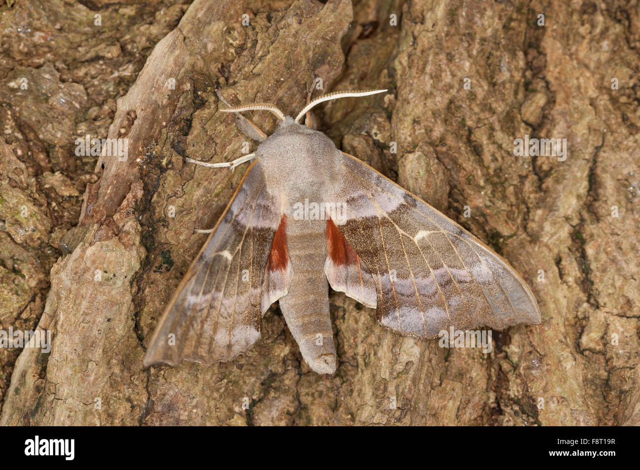 Il PIOPPO Hawk-moth, pioppo Hawkmoth, maschio, Pappelschwärmer, Männchen, Pappel-Schwärmer, Laothoe populi Sphinx populi, Schwärmer Foto Stock
