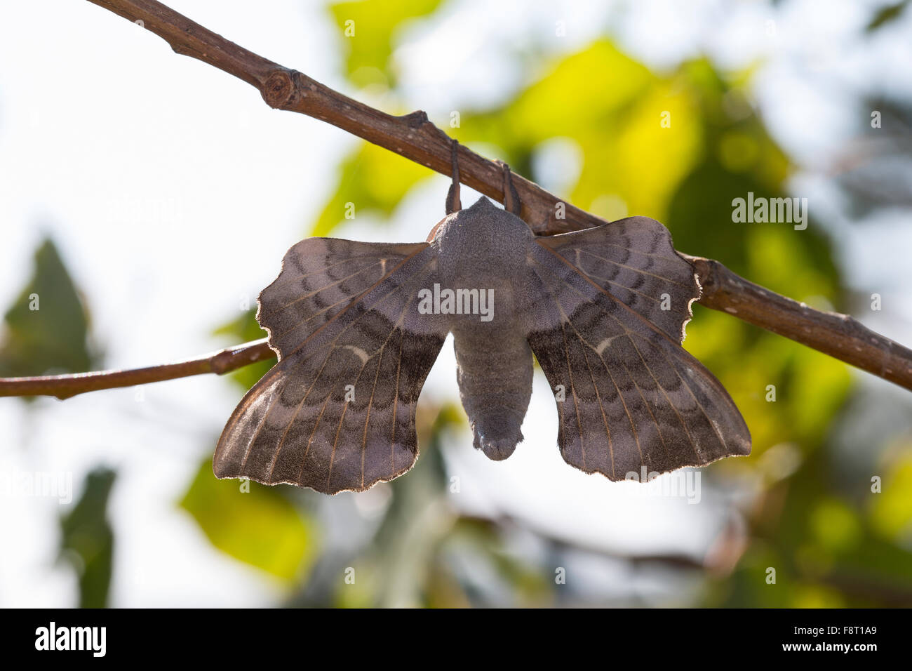 Il PIOPPO Hawk-moth, pioppo Hawkmoth, maschio, Pappelschwärmer, Männchen, Pappel-Schwärmer, Laothoe populi Sphinx populi, Schwärmer Foto Stock