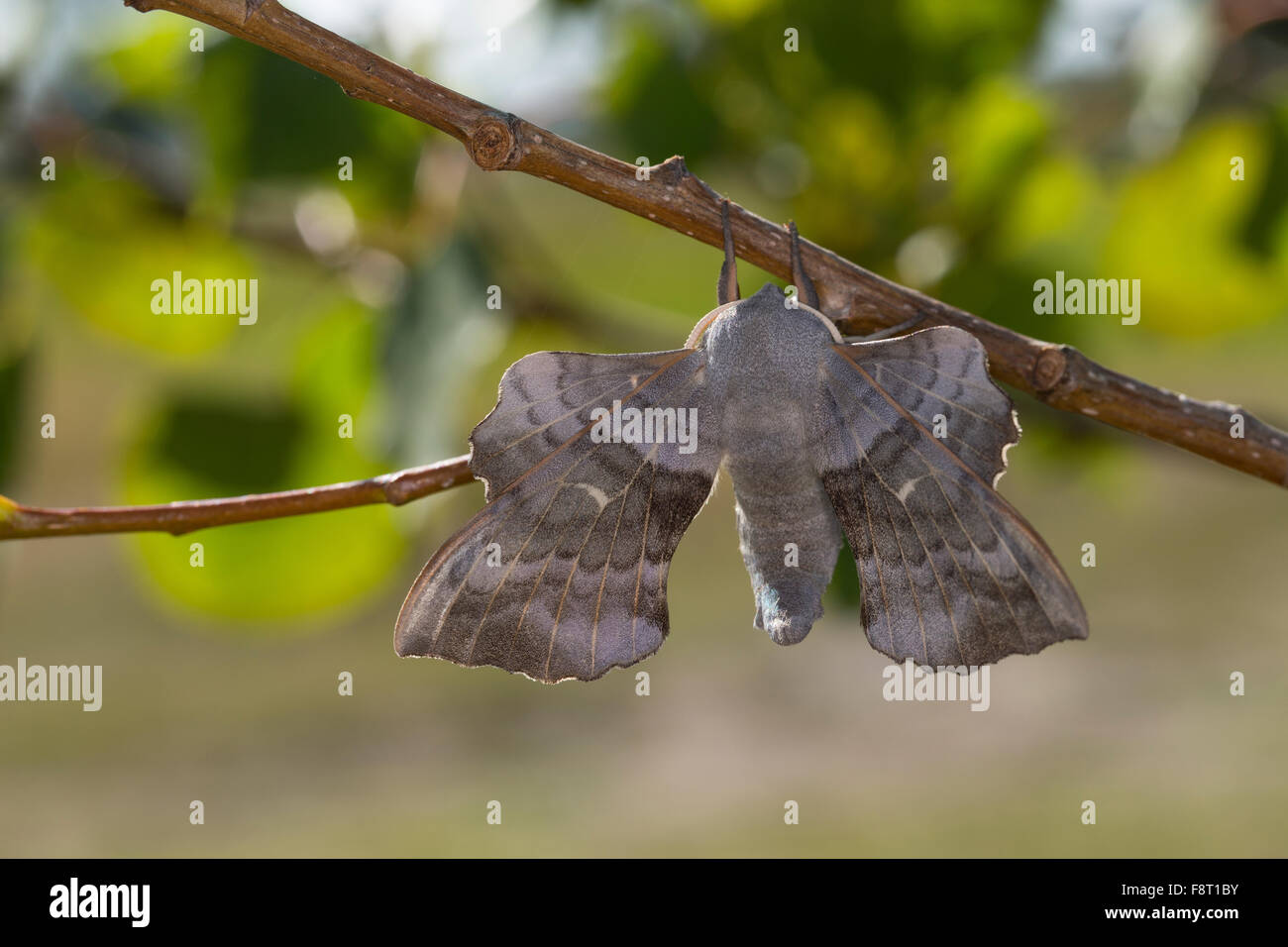 Il PIOPPO Hawk-moth, pioppo Hawkmoth, maschio, Pappelschwärmer, Männchen, Pappel-Schwärmer, Laothoe populi Sphinx populi, Schwärmer Foto Stock