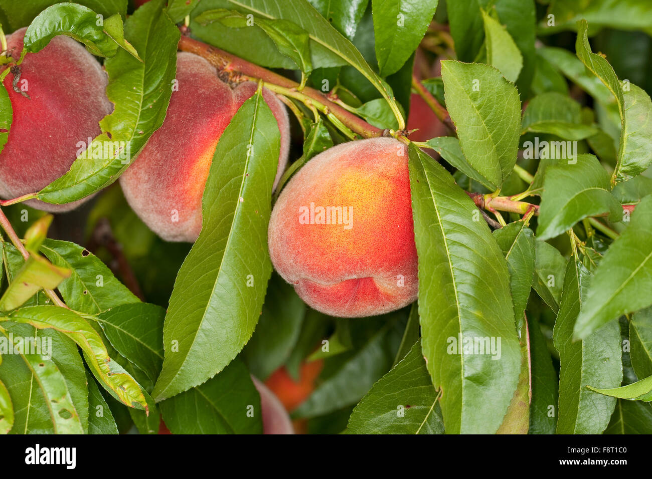 Peschi, frutta, Pfirsich, Pfirsiche, Pfirsichbaum, Frucht, Obst, Obstbaum, Prunus persica var. persica, Pêcher commun Foto Stock