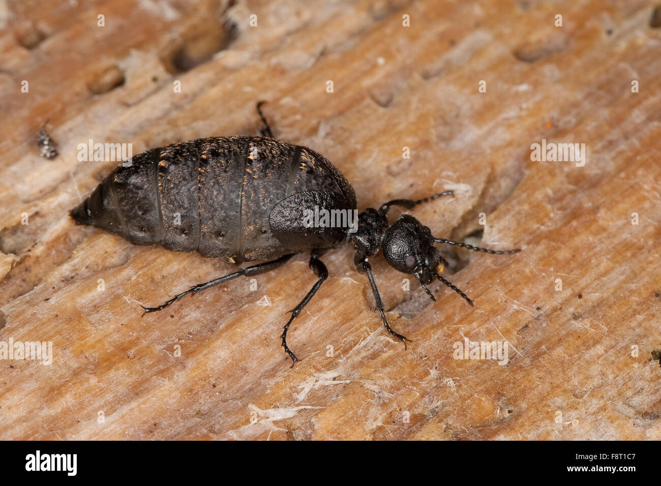 Blister beetle, olio beetle, Ölkäfer, Maiwurm, Maiwurmkäfer, Maiwurm-Käfer, Meloe murinus, Eurymeloe murinus, Ölkäfer, Meloidae Foto Stock