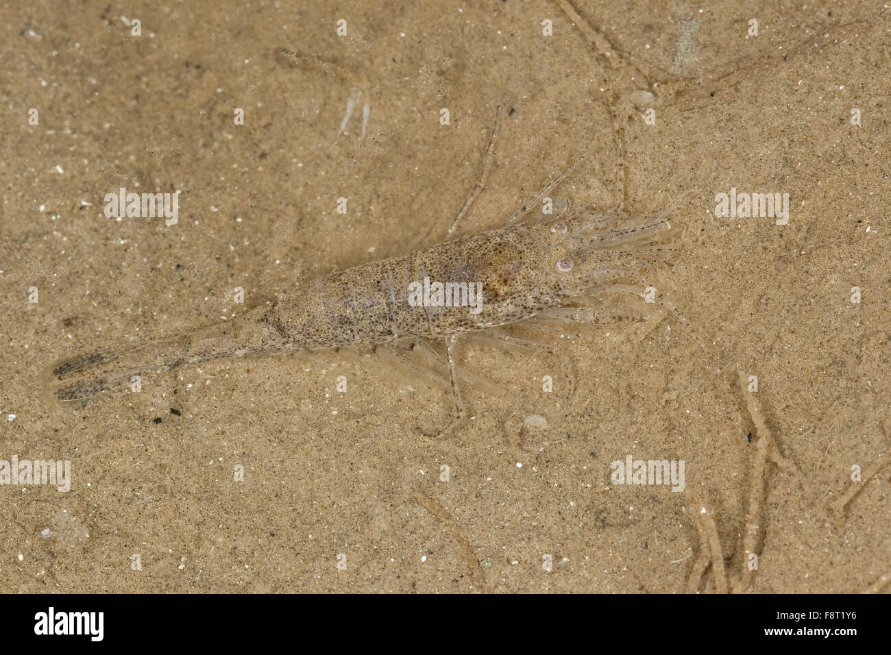 Gamberi europea, Sand Shrimp, camuffamento, Nordsee-Garnele, Nordseegarnele, Krabbe, Nordseekrabbe, Tarnung, Crangon crangon Foto Stock