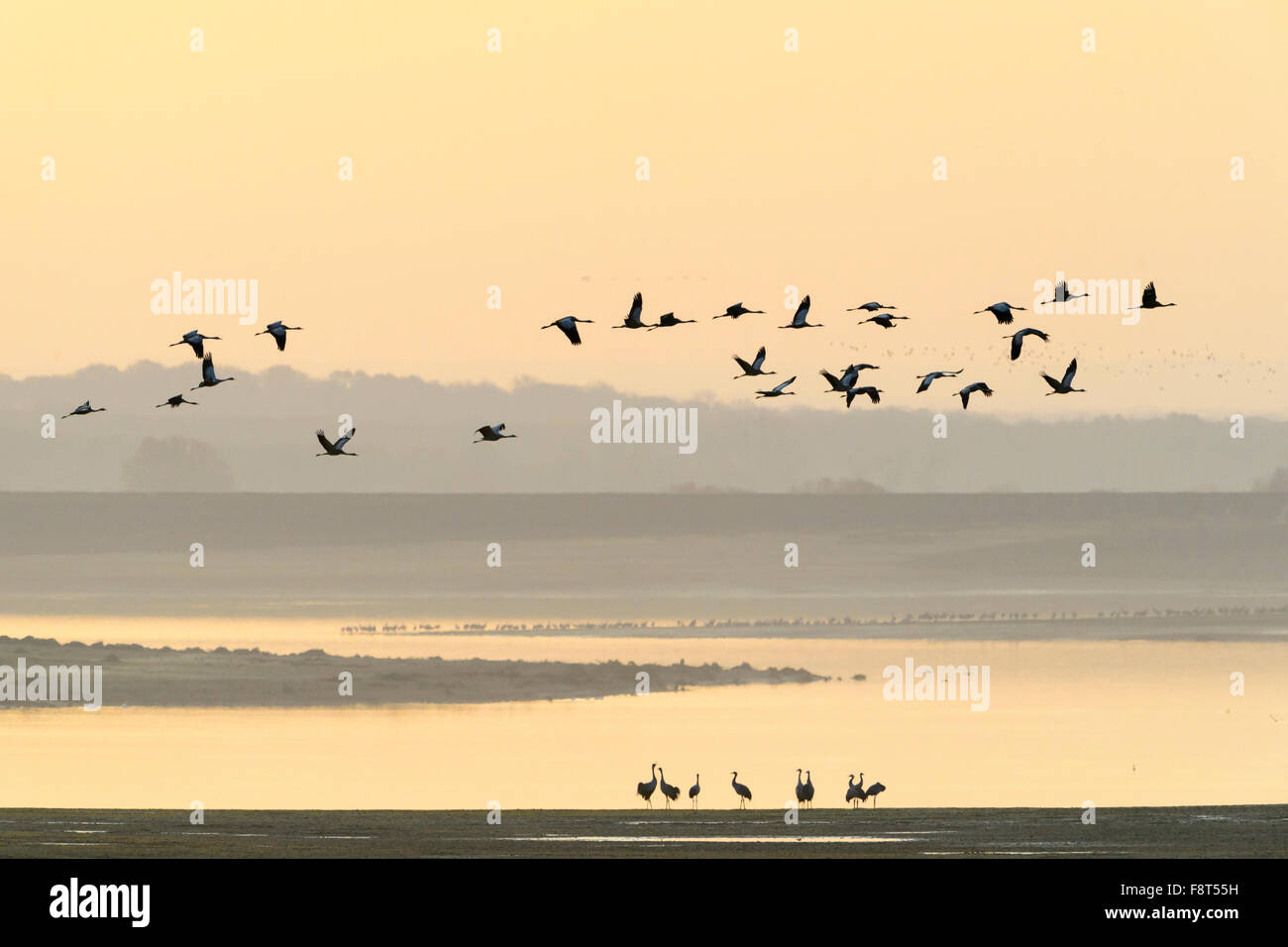 Gru comune (grus grus) balli presso il Lac du Der con gru battenti e sunrise, Haute Marne, Francia. Foto Stock