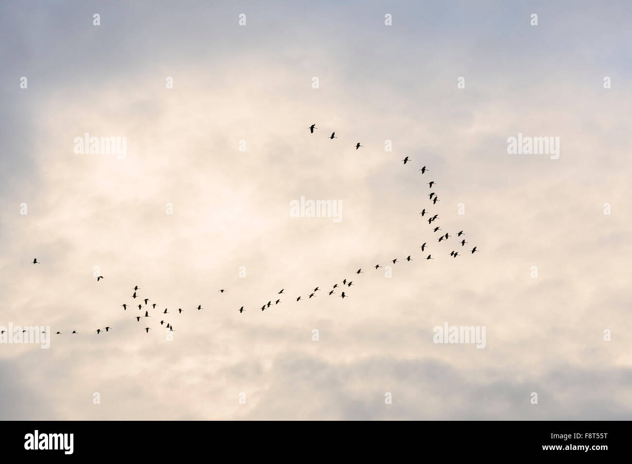 Gru comune (grus grus) gregge in volo la sera tardi la luce, Lac du Der, Haute Marne, Francia. Foto Stock