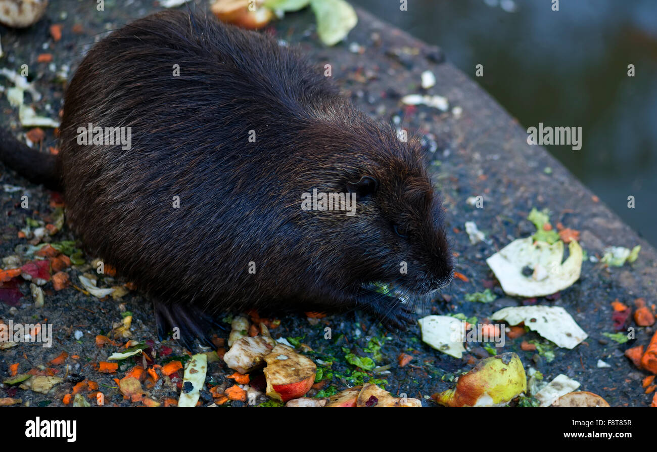 Nutria allo Zoo - animali in cattività Foto Stock