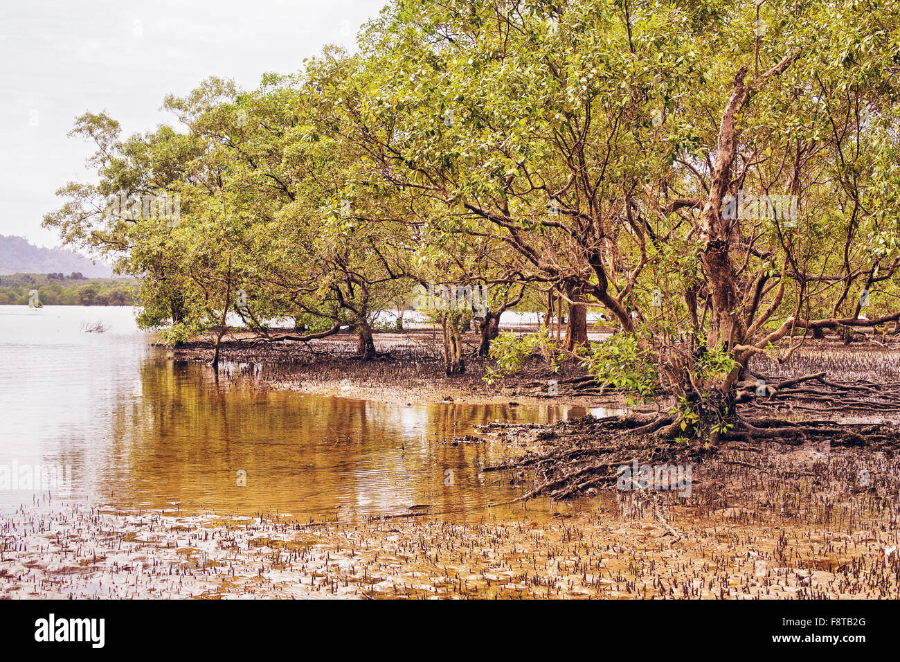 Palude di mangrovie a bassa marea in Thailandia Foto Stock