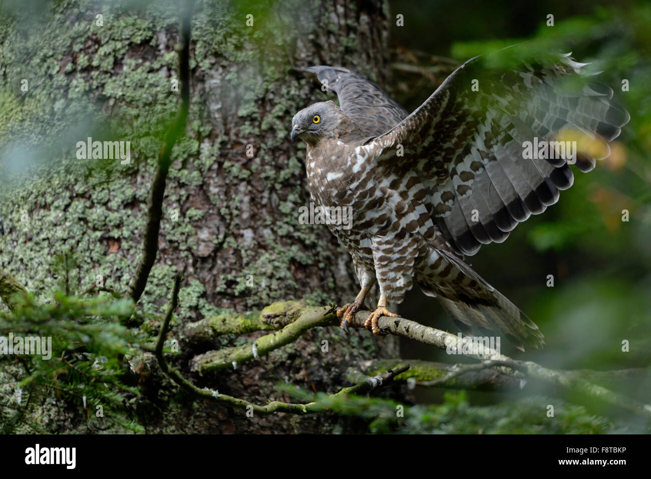 Falco Pecchiaiolo / Wespenbussard ( Pernis apivorus ) arroccata su una conifera, battendo le sue ali. Foto Stock