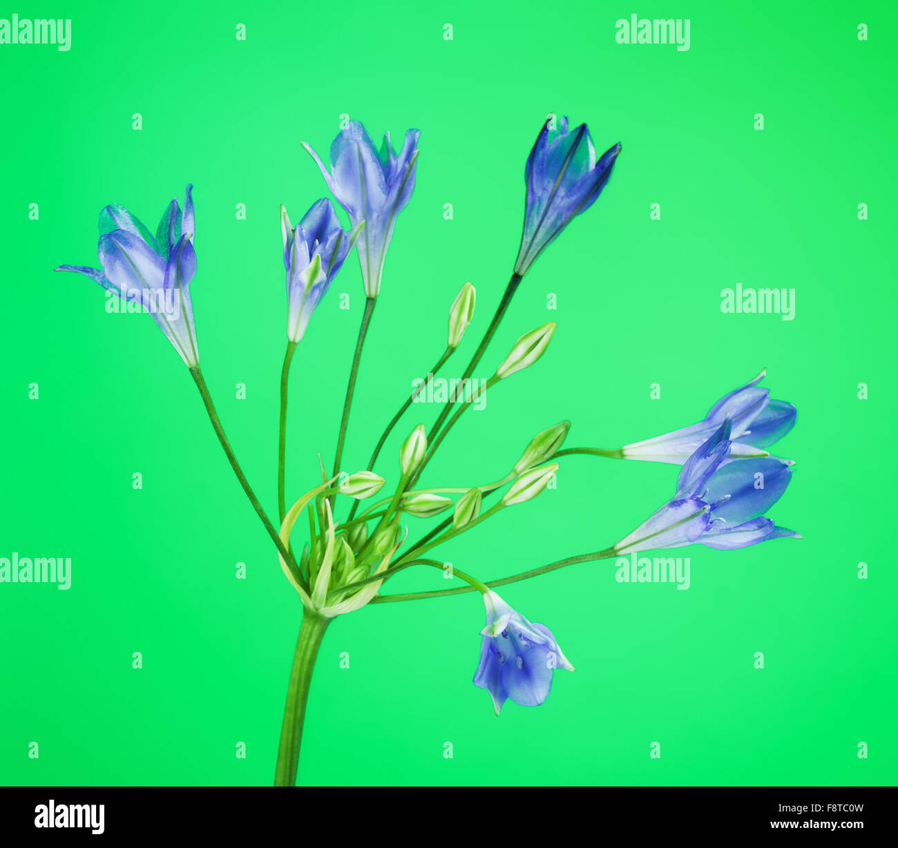 Brodiaea fresco fiore, cluster-lily, su sfondo verde Foto Stock