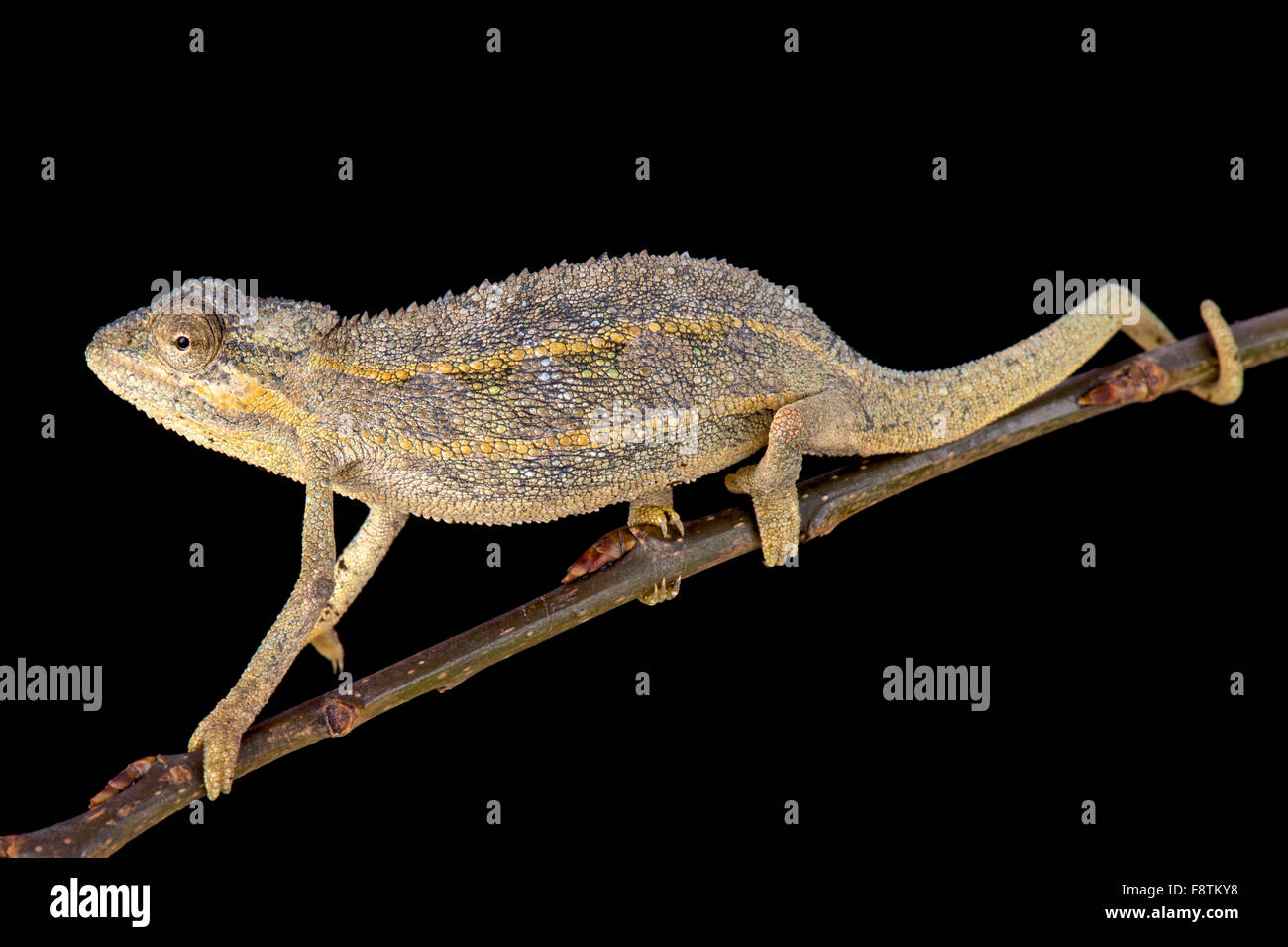 Due-rigato chameleon (Trioceros bitaeniatus) Foto Stock