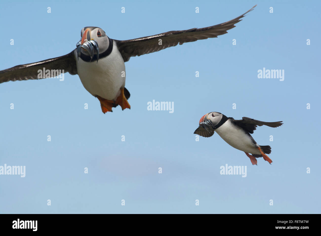 I puffini in volo di ritorno per il nido con il cicerello sulla farne Islands Foto Stock