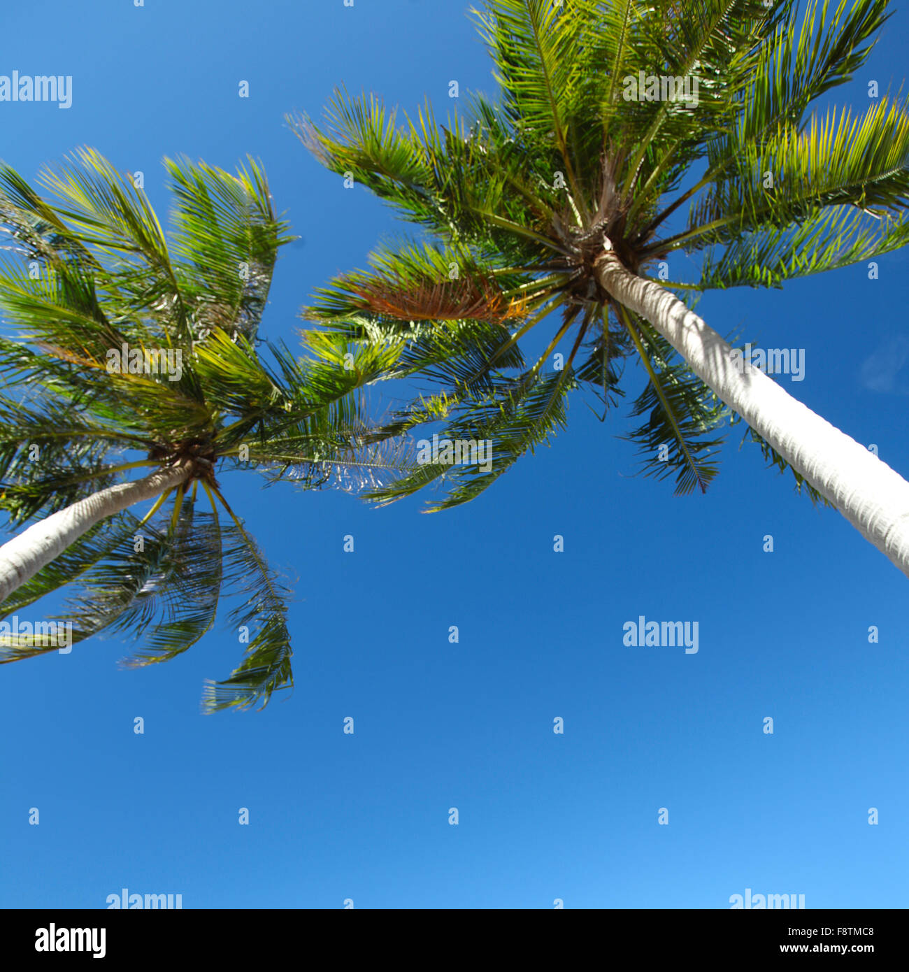 Palme basso angolo vista sul cielo blu sullo sfondo Foto Stock