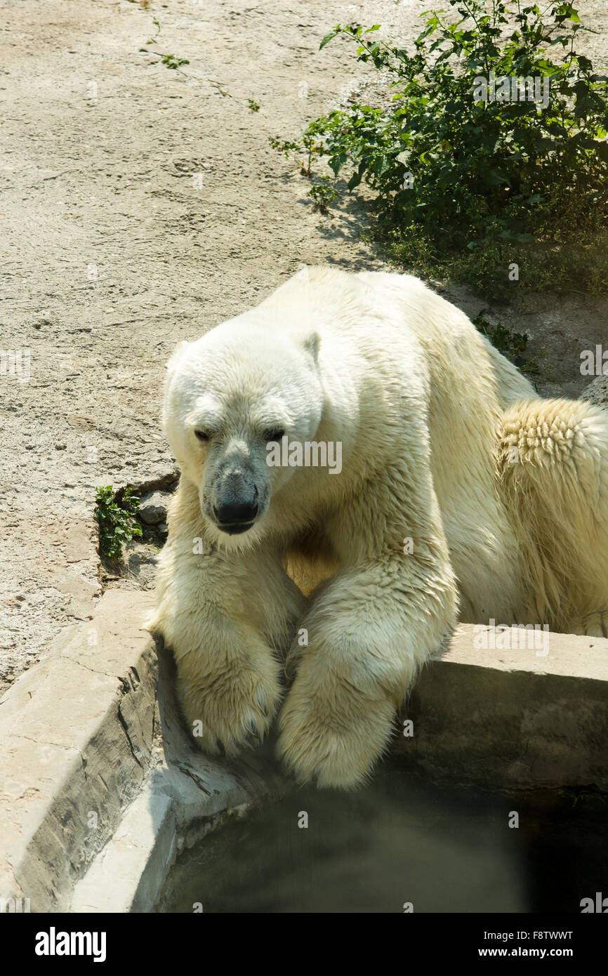 L'orso polare ben mangiato e ora ha un resto vicino alla piscina Foto Stock