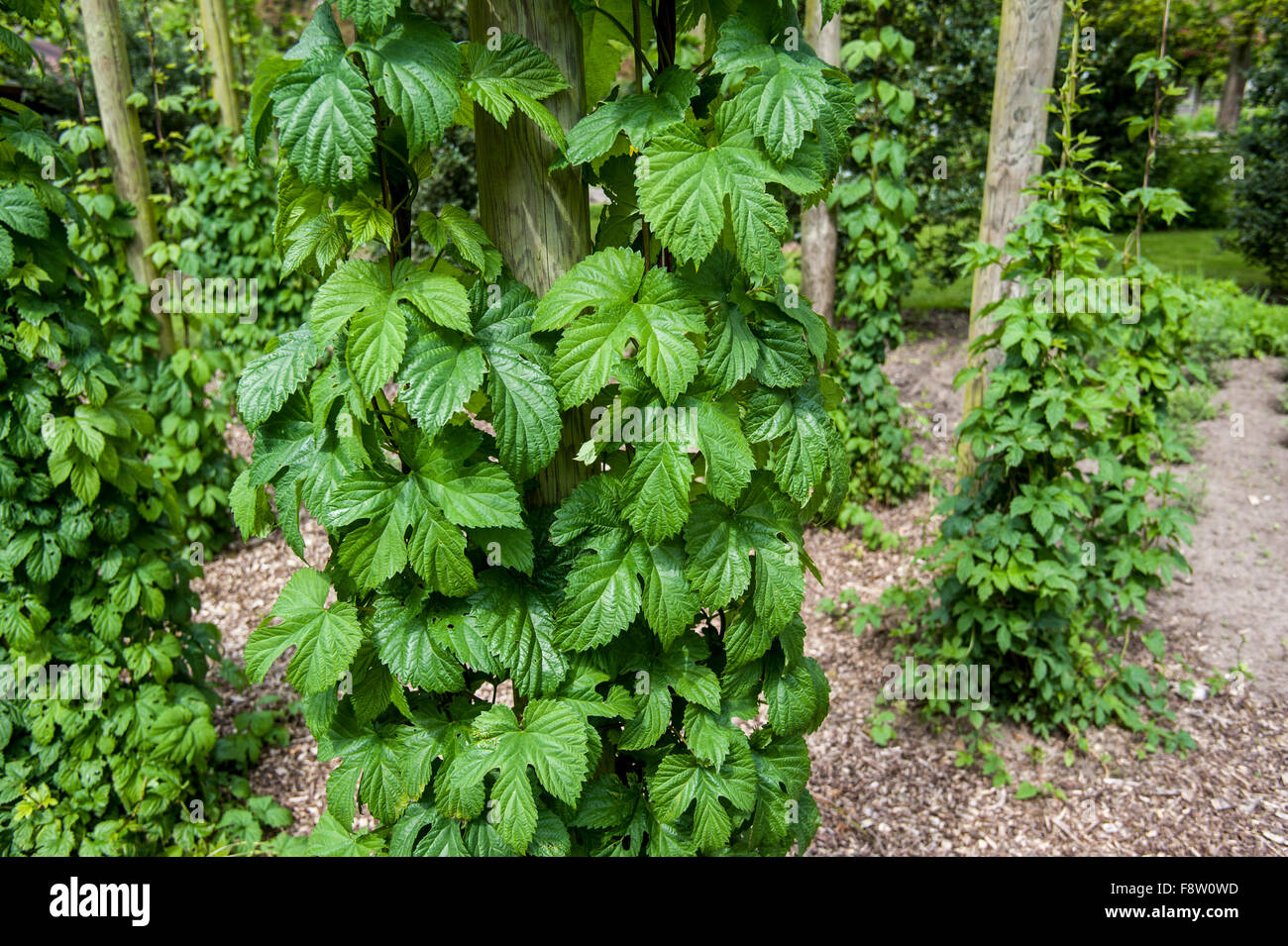 Luppolo (Humulus lupulus) bines / vigneti crescente verso l'alto lungo i fili Foto Stock