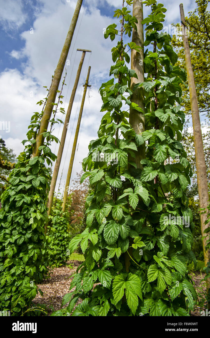 Luppolo (Humulus lupulus) bines / vigneti crescente verso l'alto lungo i fili Foto Stock Luppolo (Humulus lupulus) bines / vigneti crescente verso l'alto lungo i fili Foto Stock