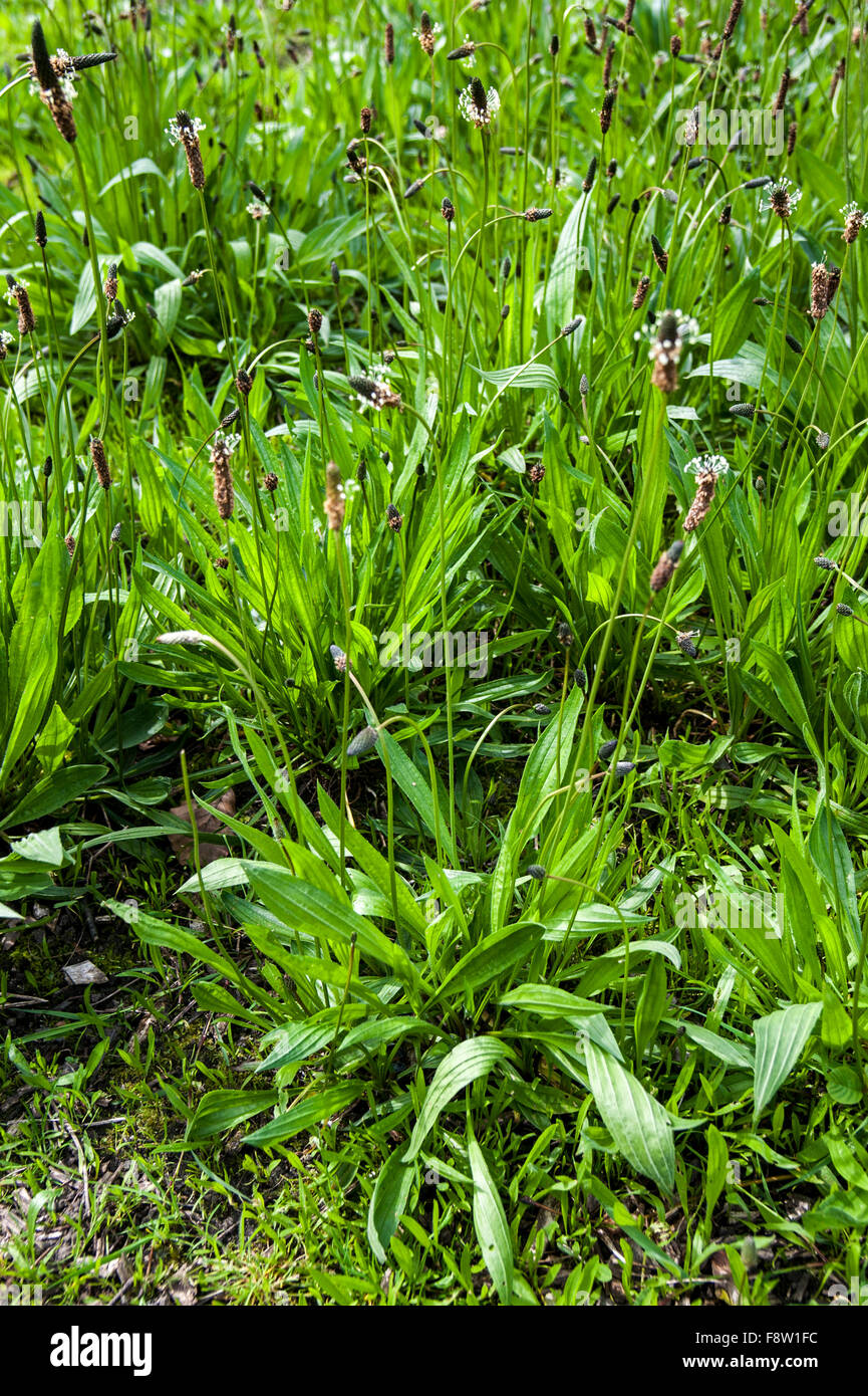 Ribwort piantaggine / Inglese / Piantaggine Narrowleaf piantaggine (Planzago lanceolata) in fiore Foto Stock